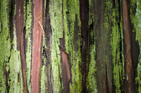Cedar Bark