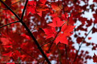 Canadian Autumn