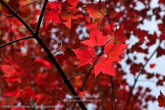 Red maple leaves