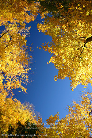 Yellow fall leaves