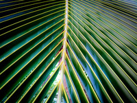 Palm 1