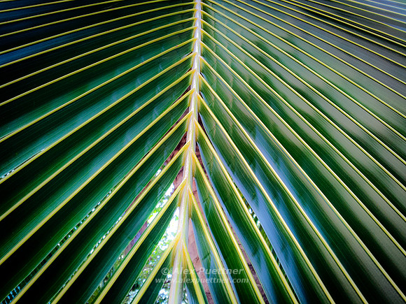 Palm 1