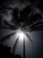 Palm Tree at Night