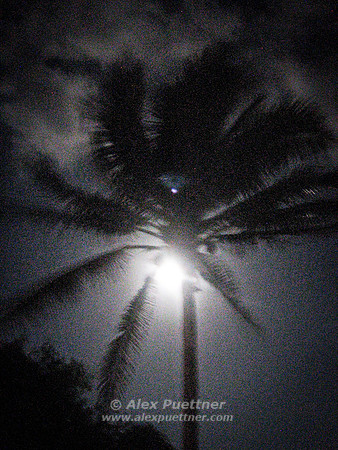 Palm Tree at Night