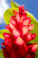 Palm Flower