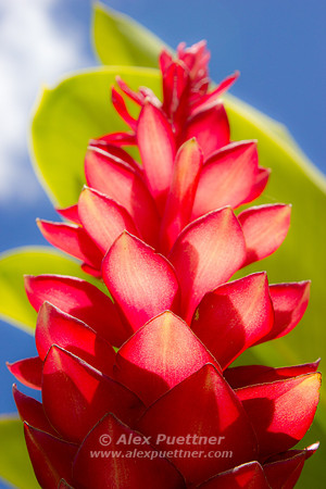 Palm Flower