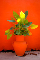 Flower Pot