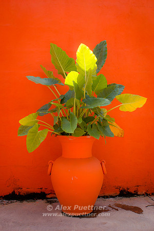 Flower Pot
