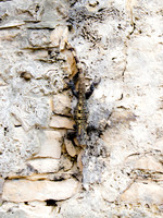 Iguana 1