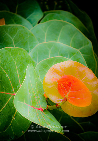 Green Leaves 2
