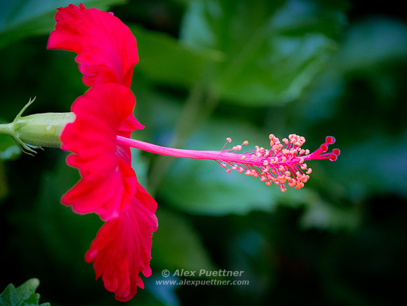 Red Flower
