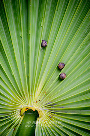 Palm and Snails