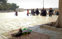 Israel and Palestine [804477]