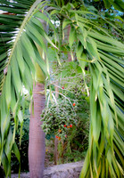 Jamaica [803481]