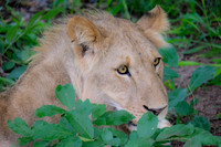 Southern Africa [IMG300944]