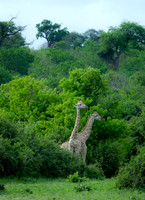 Southern Africa [IMG300991]
