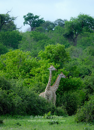 Southern Africa [IMG300991]