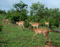 Southern Africa [IMG300993]
