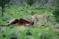 Southern Africa [IMG301251]