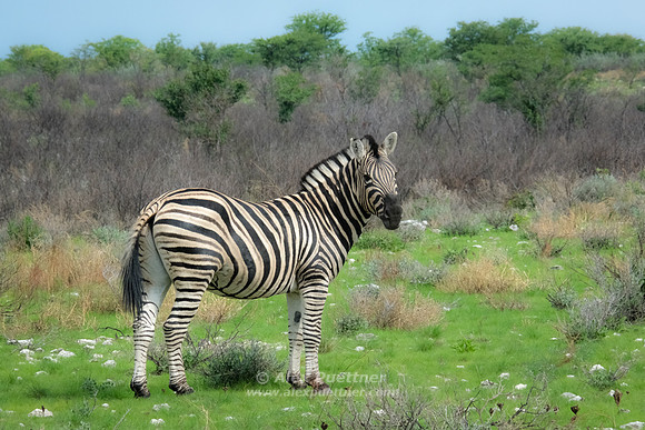 Southern Africa [IMG301327]