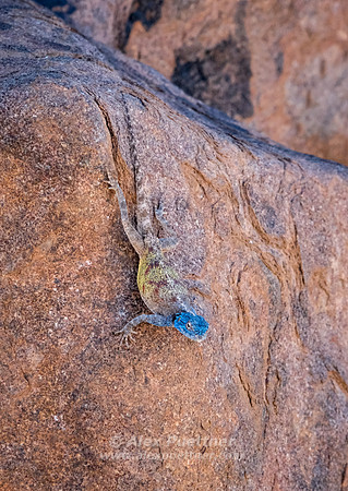 Southern Africa [IMG301591]