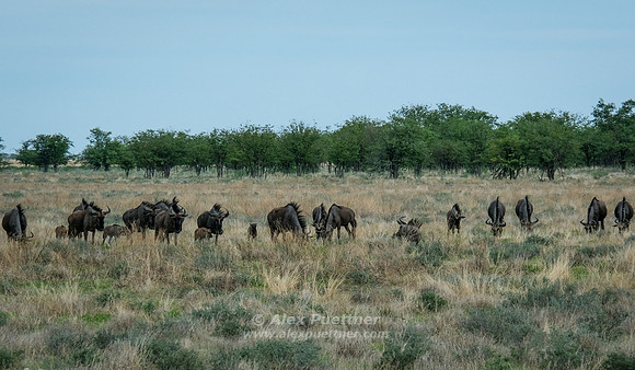 Namibia [IMG301230]