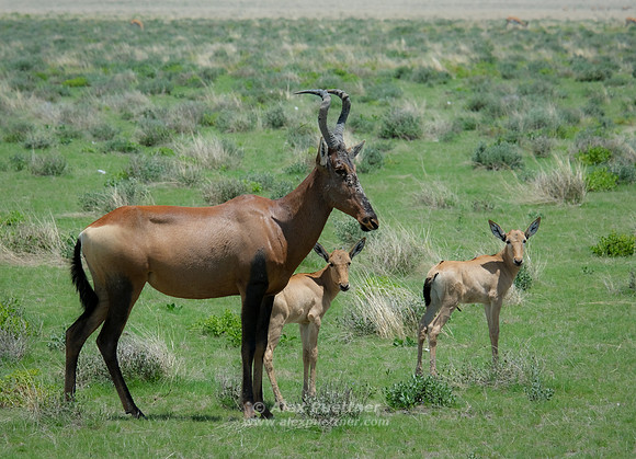 Namibia [IMG301287]
