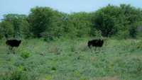 Namibia [IMG301310]
