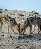 Namibia [IMG301392]