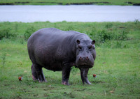 Botswana [IMG300860]