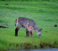 Botswana [IMG300826]