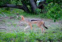 Botswana [IMG300908]