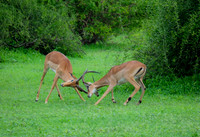 Botswana [IMG300920]