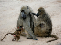 Botswana [IMG300935]