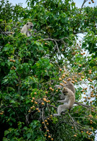 Botswana [IMG300926]