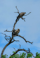 Botswana [IMG300992]