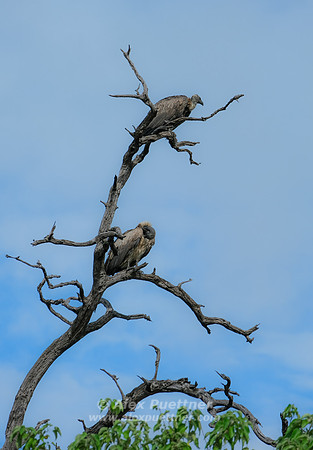 Botswana [IMG300992]