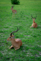 Botswana [IMG300983]