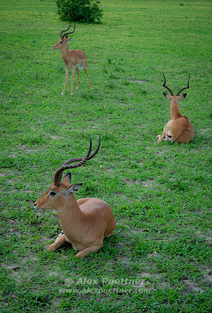 Botswana [IMG300983]