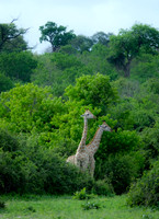 Botswana [IMG300991]