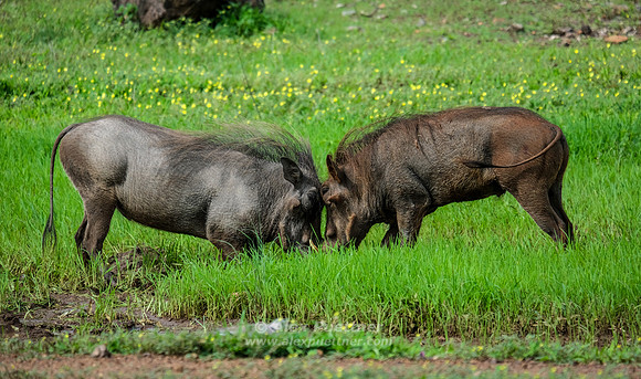 Botswana [IMG301009]