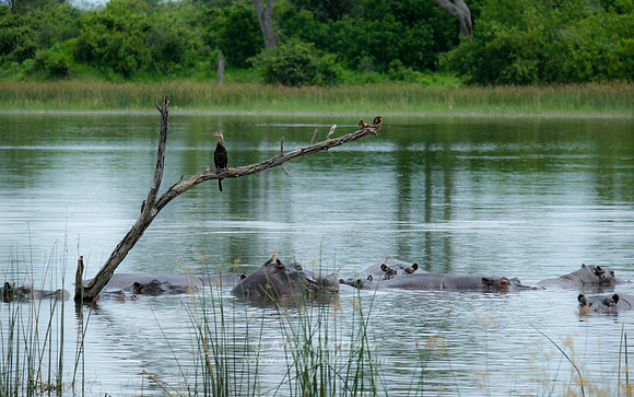Botswana [IMG301051]