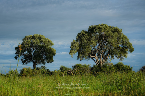 Botswana [IMG301148]