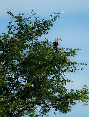 Botswana [IMG301169]