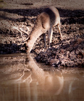 Deer and Reflection
