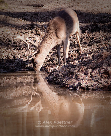 Deer and Reflection