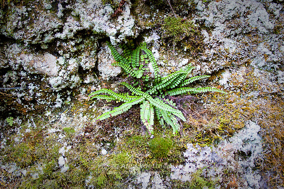 Fern
