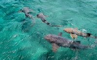 Guatemala-Belize [122715]