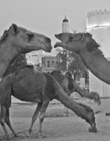 Camels in Doha