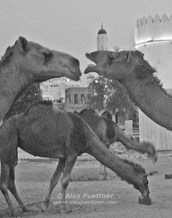 Camels in Doha